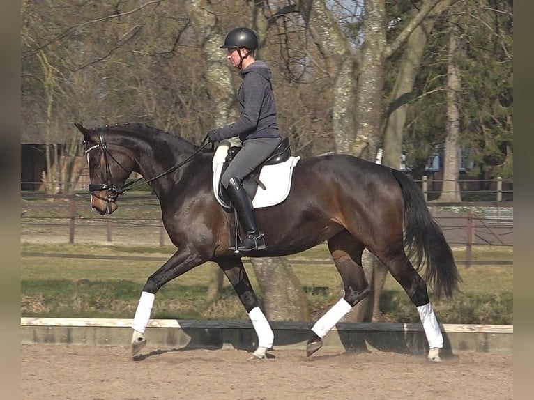 Hannoveraan Merrie 5 Jaar 170 cm Donkerbruin in Ratekau