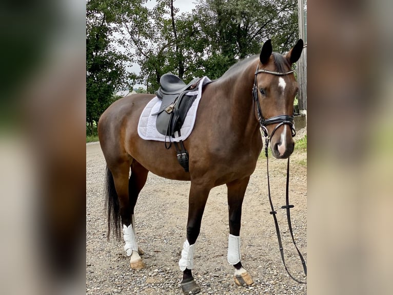 Hannoveraan Merrie 5 Jaar 170 cm Donkerbruin in Dasing