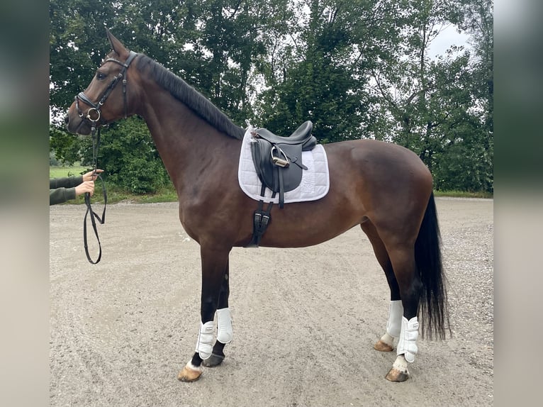 Hannoveraan Merrie 5 Jaar 170 cm Donkerbruin in Dasing