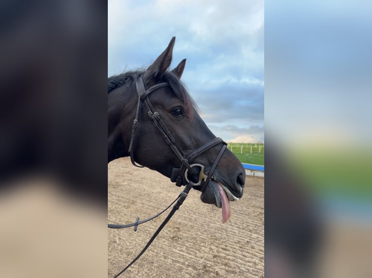 Hannoveraan Merrie 5 Jaar 170 cm Donkerbruin in Freystadt