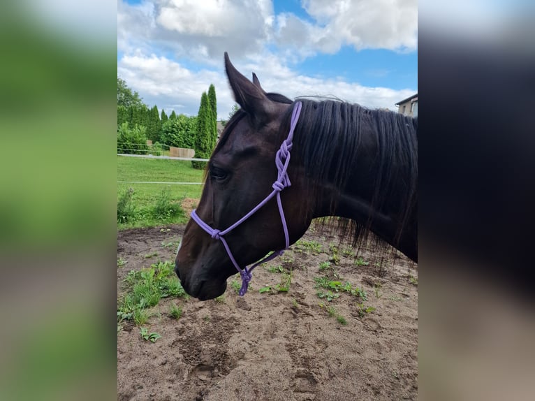 Hannoveraan Merrie 5 Jaar 170 cm Donkerbruin in Gnoien