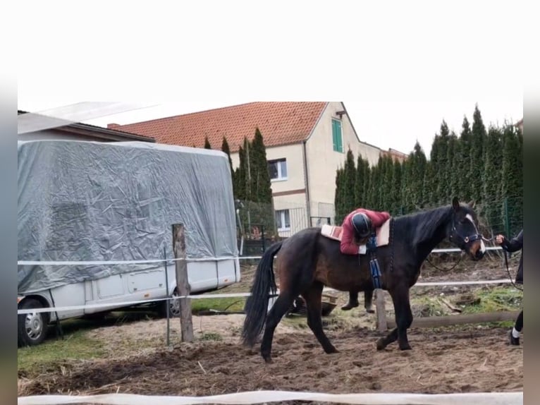 Hannoveraan Merrie 5 Jaar 170 cm Donkerbruin in Gnoien