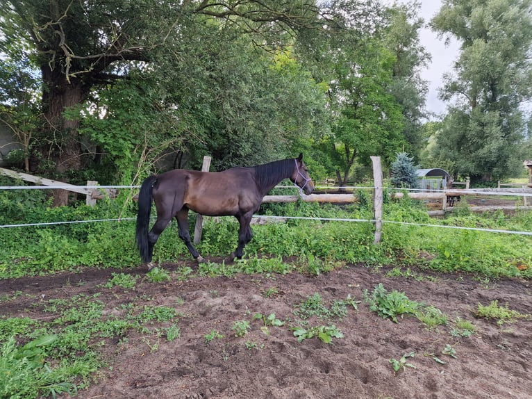 Hannoveraan Merrie 5 Jaar 170 cm Donkerbruin in Gnoien