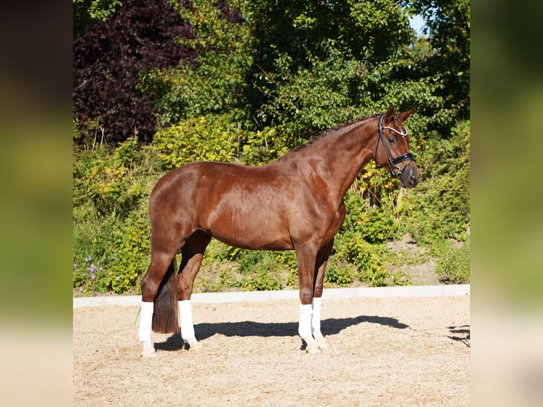 Hannoveraan Merrie 5 Jaar 170 cm Donkere-vos in Hohenfelde