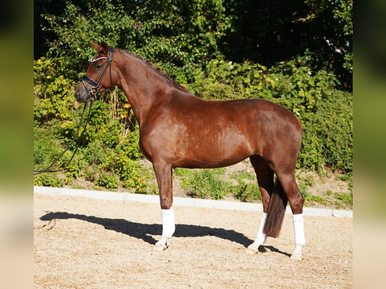 Hannoveraan Merrie 5 Jaar 170 cm Donkere-vos in Hohenfelde