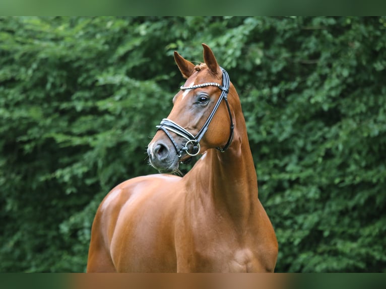 Hannoveraan Merrie 5 Jaar 170 cm Vos in Schierensee