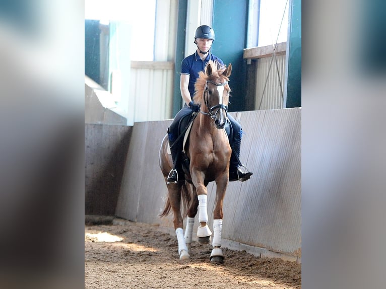 Hannoveraan Merrie 5 Jaar 170 cm Vos in Isernhagen
