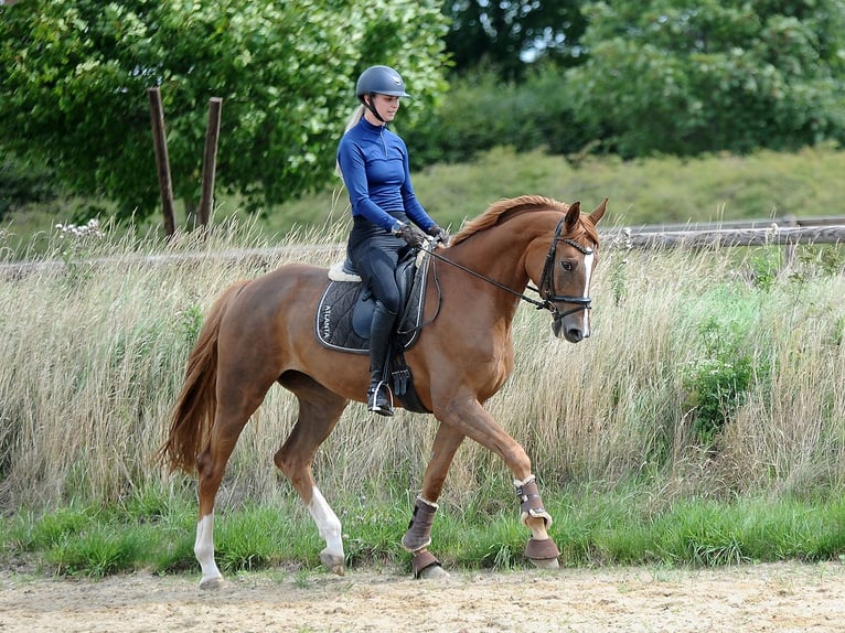 Hannoveraan Merrie 5 Jaar 170 cm Vos in Isernhagen