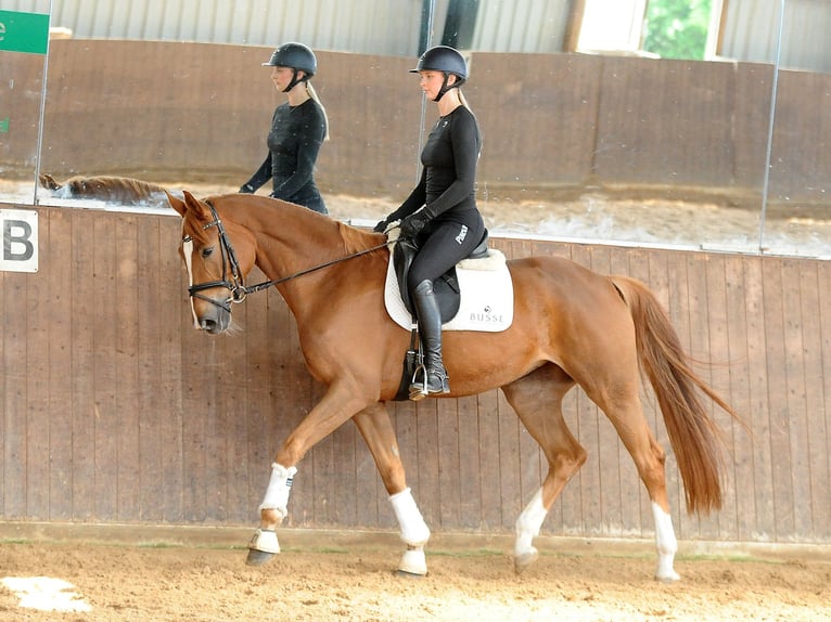 Hannoveraan Merrie 5 Jaar 170 cm Vos in Isernhagen