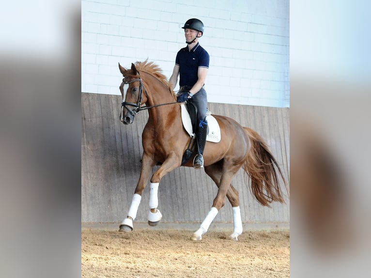 Hannoveraan Merrie 5 Jaar 170 cm Vos in Isernhagen