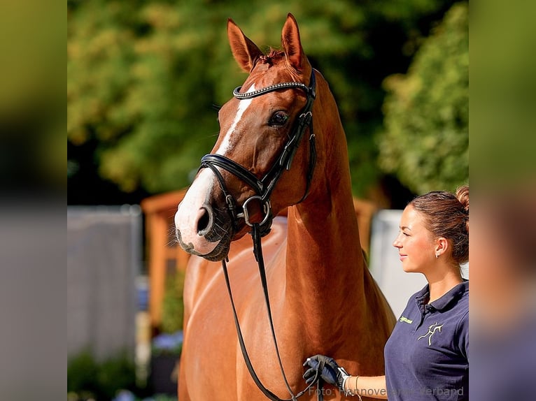 Hannoveraan Merrie 5 Jaar 170 cm Vos in Verden