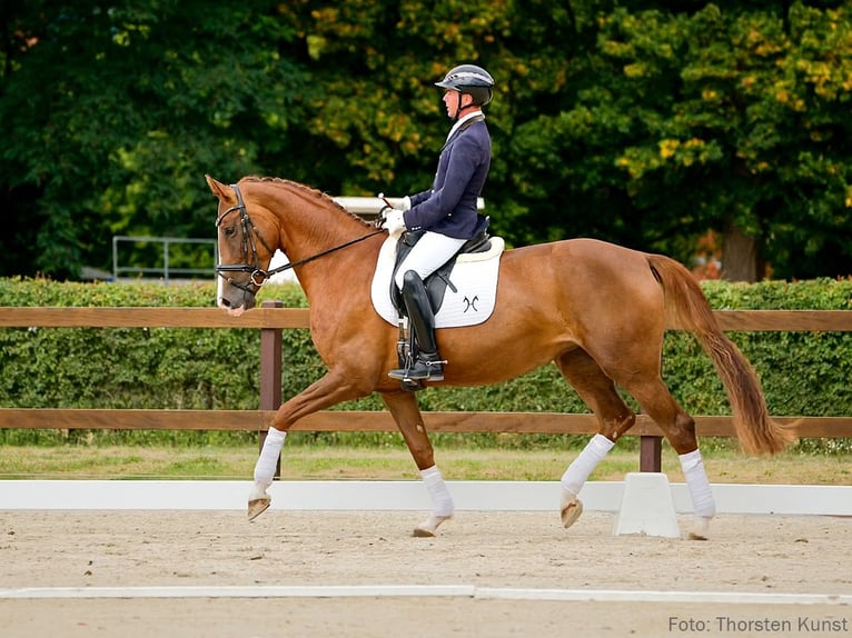 Hannoveraan Merrie 5 Jaar 170 cm Vos in Verden