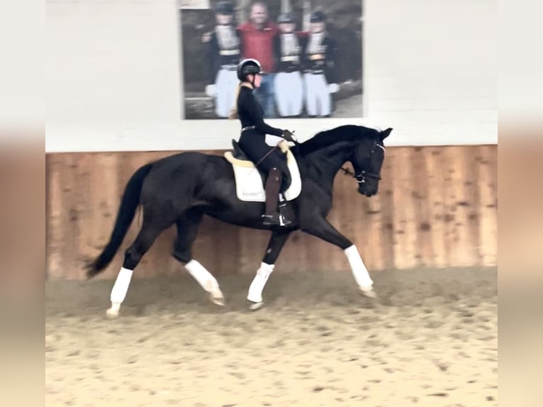 Hannoveraan Merrie 5 Jaar 170 cm Zwart in Krefeld