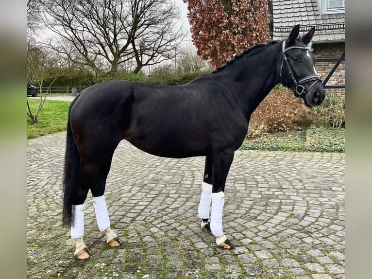 Hannoveraan Merrie 5 Jaar 170 cm Zwart in Krefeld