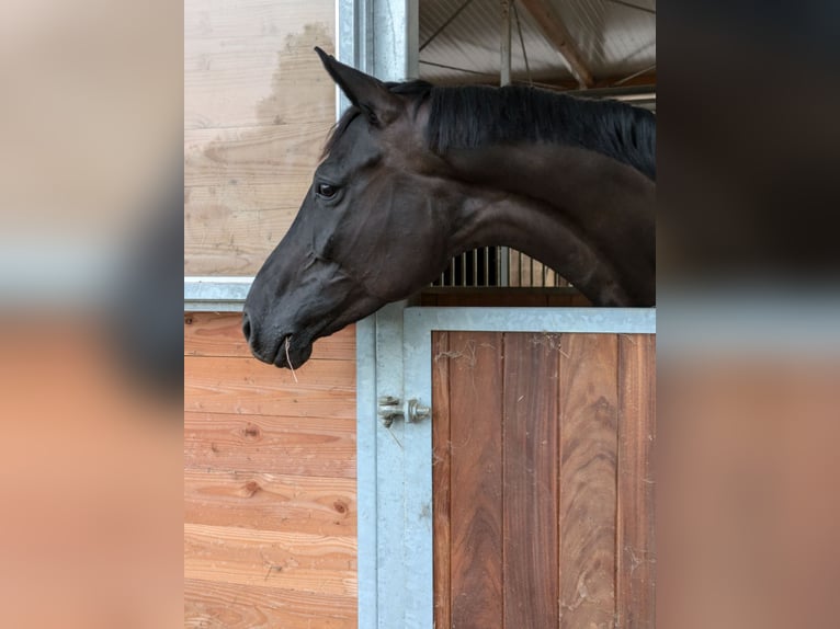 Hannoveraan Merrie 5 Jaar 170 cm Zwart in Vechta