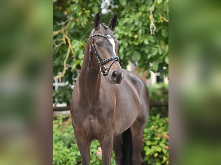 Hannoveraan Merrie 5 Jaar 170 cm Zwartbruin in Bad Bevensen