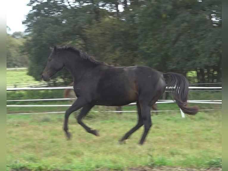 Hannoveraan Merrie 5 Jaar 170 cm Zwartbruin in Ratekau