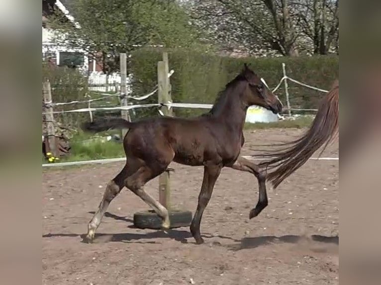 Hannoveraan Merrie 5 Jaar 170 cm Zwartbruin in Ratekau