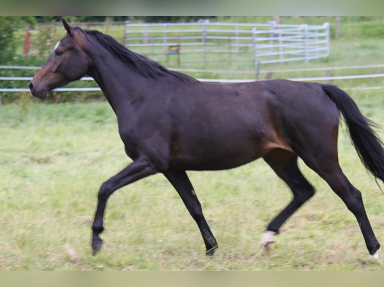 Hannoveraan Merrie 5 Jaar 170 cm Zwartbruin in Ratekau