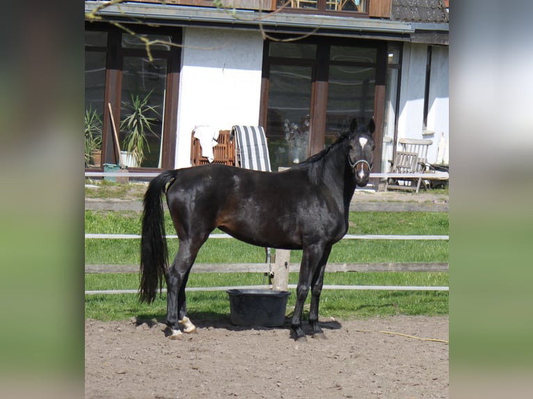 Hannoveraan Merrie 5 Jaar 170 cm Zwartbruin in Ratekau