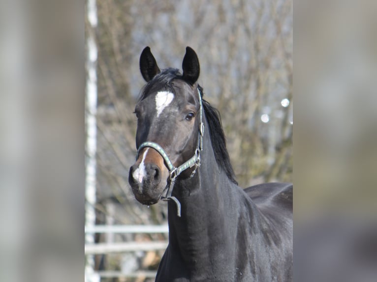 Hannoveraan Merrie 5 Jaar 170 cm Zwartbruin in Ratekau