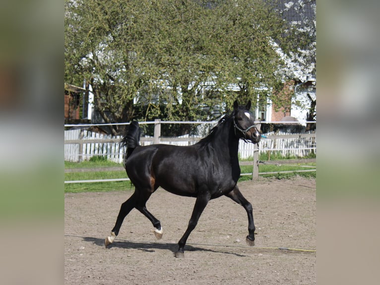 Hannoveraan Merrie 5 Jaar 170 cm Zwartbruin in Ratekau