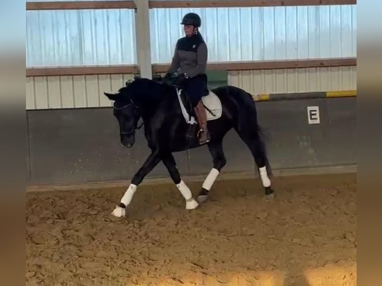 Hannoveraan Merrie 5 Jaar 170 cm Zwartbruin in Hamminkeln