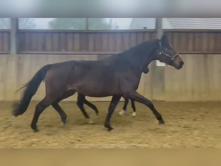 Hannoveraan Merrie 5 Jaar 171 cm Bruin in Vlotho