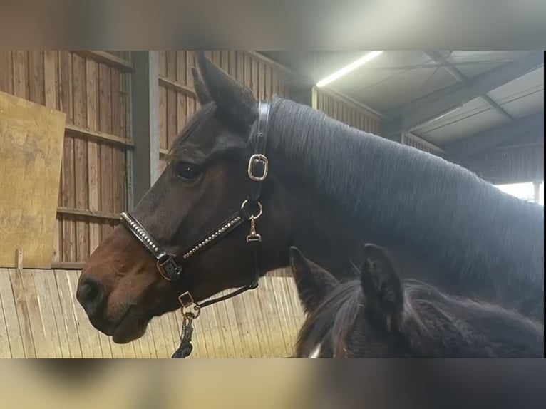 Hannoveraan Merrie 5 Jaar 171 cm Bruin in Vlotho