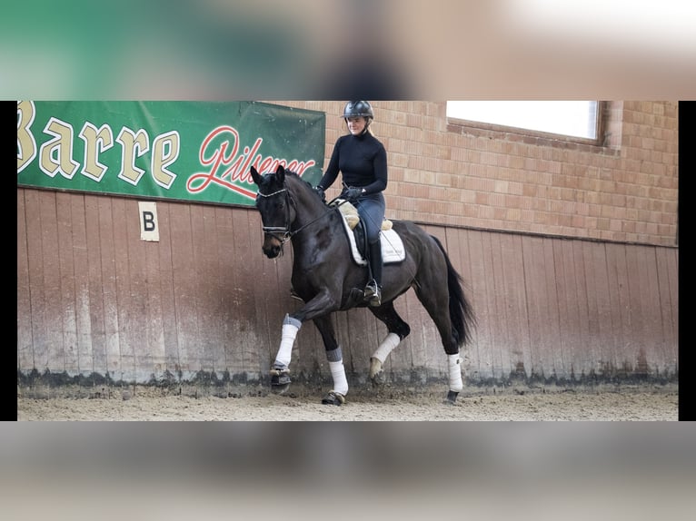 Hannoveraan Merrie 5 Jaar 171 cm Donkerbruin in Lindhorst Lindhorst