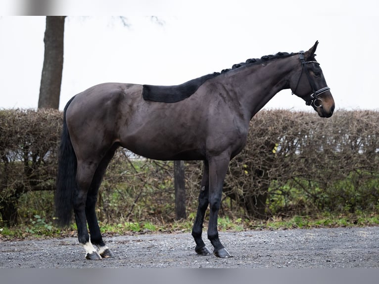 Hannoveraan Merrie 5 Jaar 171 cm Donkerbruin in Lindhorst Lindhorst