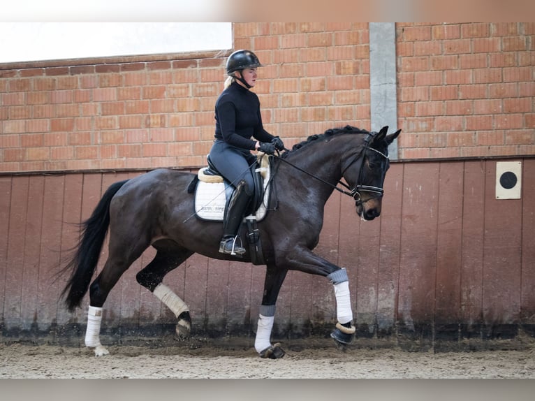 Hannoveraan Merrie 5 Jaar 171 cm Donkerbruin in Lindhorst Lindhorst