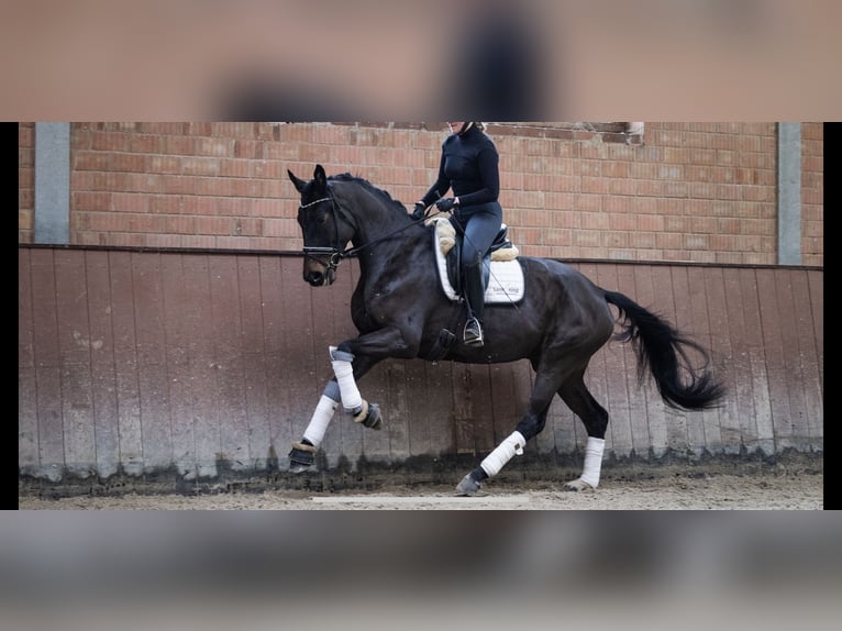 Hannoveraan Merrie 5 Jaar 171 cm Donkerbruin in Lindhorst Lindhorst