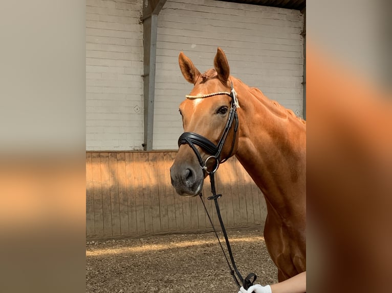 Hannoveraan Merrie 5 Jaar 171 cm in Hildesheim