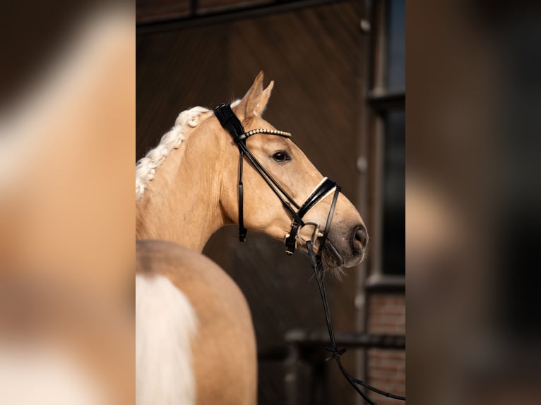 Hannoveraan Merrie 5 Jaar 171 cm Palomino in Heidesheim am Rhein