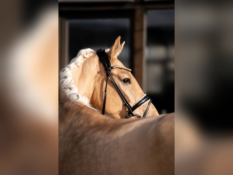 Hannoveraan Merrie 5 Jaar 171 cm Palomino in Heidesheim am Rhein