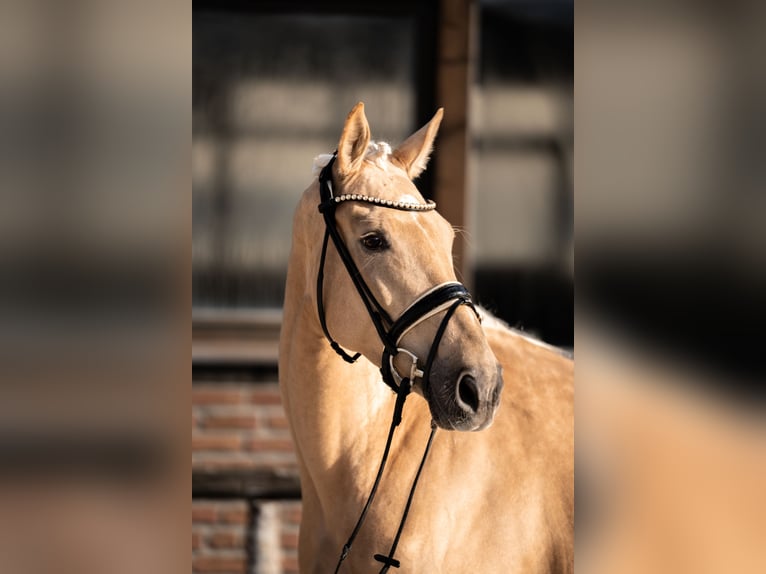 Hannoveraan Merrie 5 Jaar 171 cm Palomino in Heidesheim am Rhein