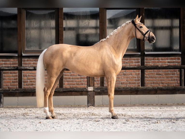 Hannoveraan Merrie 5 Jaar 171 cm Palomino in Heidesheim am Rhein