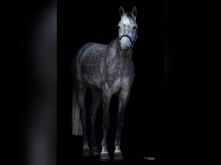 Hannoveraan Merrie 5 Jaar 171 cm Schimmel in Traunreut