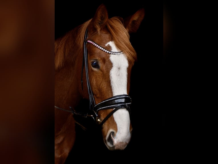 Hannoveraan Merrie 5 Jaar 171 cm Vos in Bopfingen