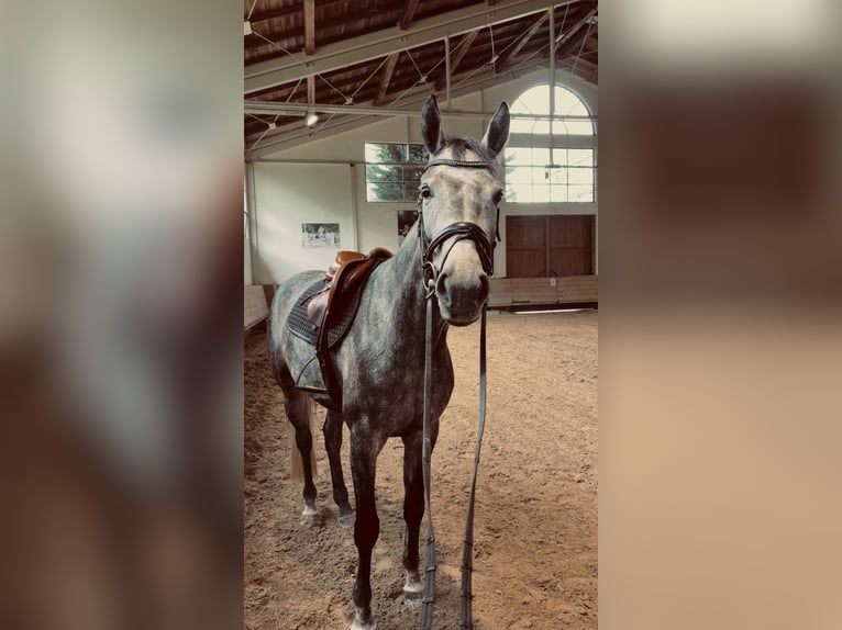 Hannoveraan Merrie 5 Jaar 172 cm Appelschimmel in Traunreut