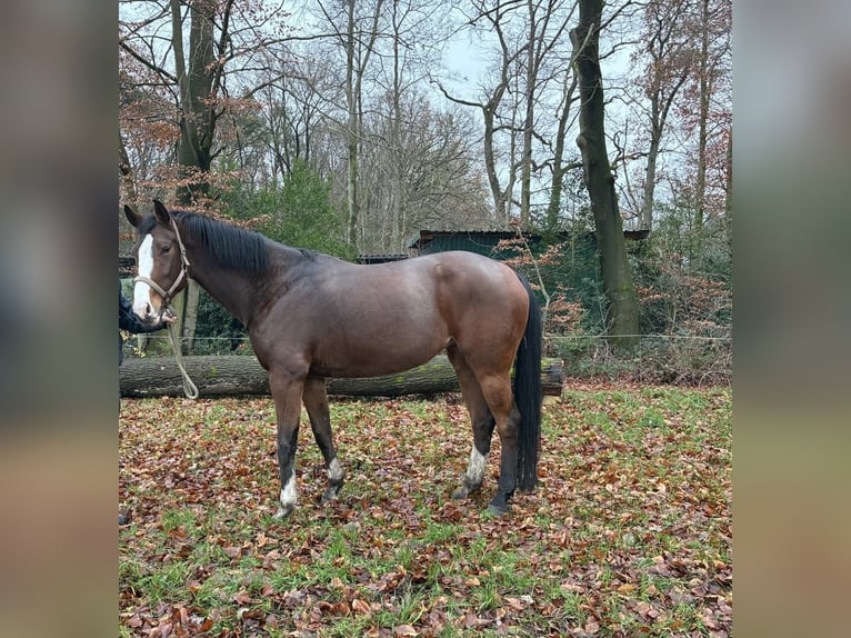 Hannoveraan Merrie 5 Jaar 172 cm Bruin in Bramsche