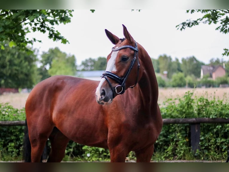Hannoveraan Merrie 5 Jaar 172 cm Bruin in Adelheidsdorf