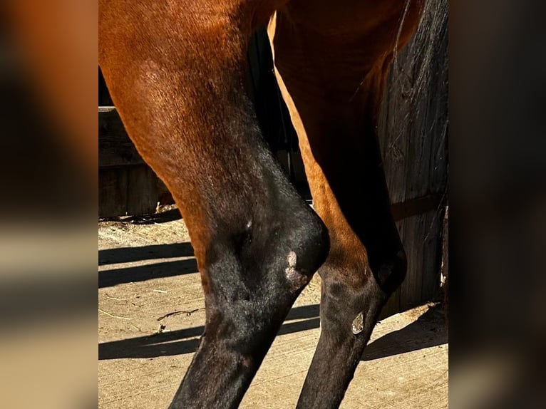 Hannoveraan Merrie 5 Jaar 172 cm Bruin in M&#xFC;geln