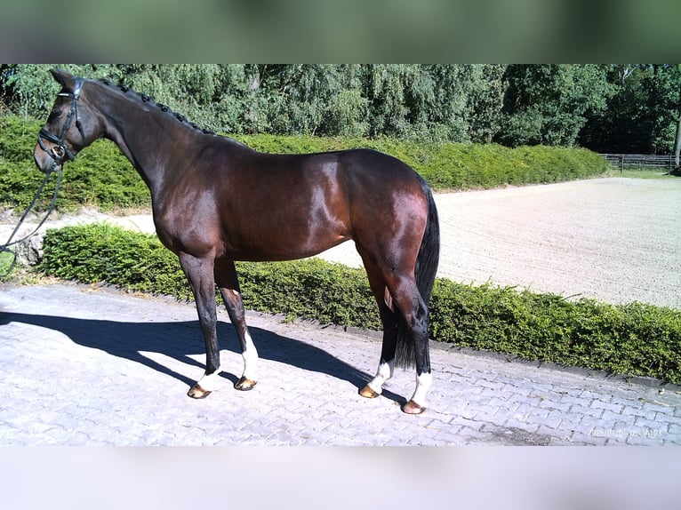 Hannoveraan Merrie 5 Jaar 172 cm Bruin in Visbek