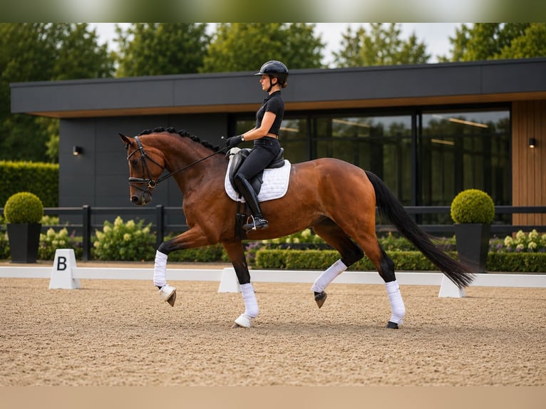 Hannoveraan Merrie 5 Jaar 172 cm Bruin in Walsrode