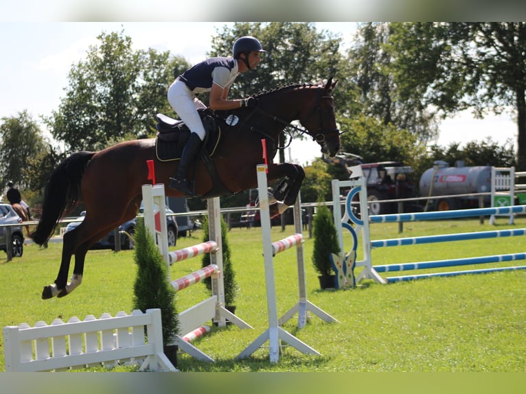 Hannoveraan Merrie 5 Jaar 172 cm Bruin in Maasen
