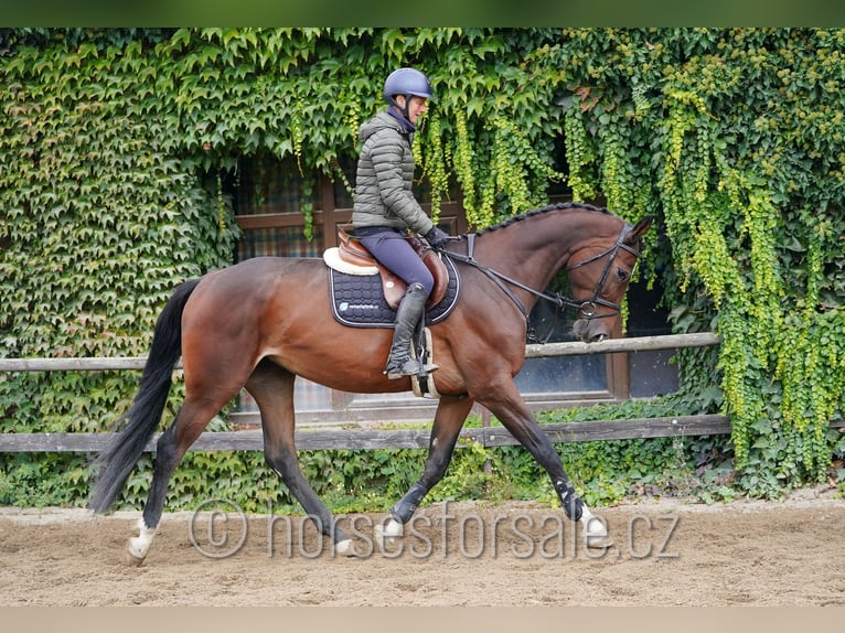 Hannoveraan Merrie 5 Jaar 172 cm Bruin in Region Prag