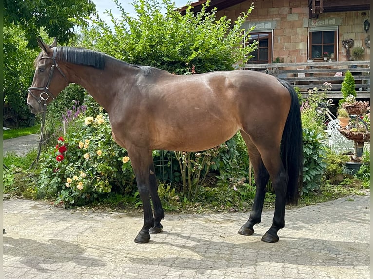 Hannoveraan Merrie 5 Jaar 172 cm Bruin in Babenhausen-Hergershausen