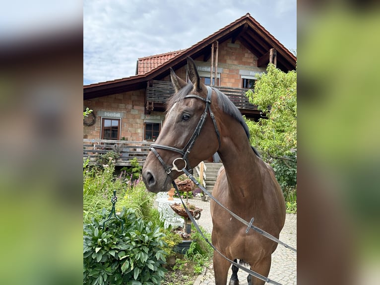 Hannoveraan Merrie 5 Jaar 172 cm Bruin in Babenhausen-Hergershausen